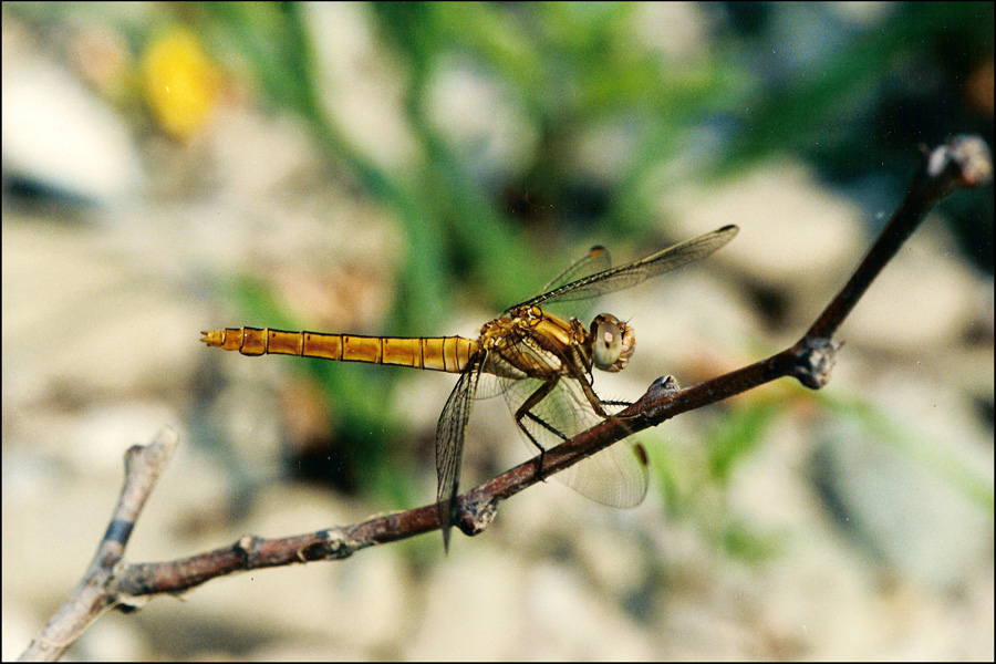 libellula 6: femmina Orthetrum brunneum